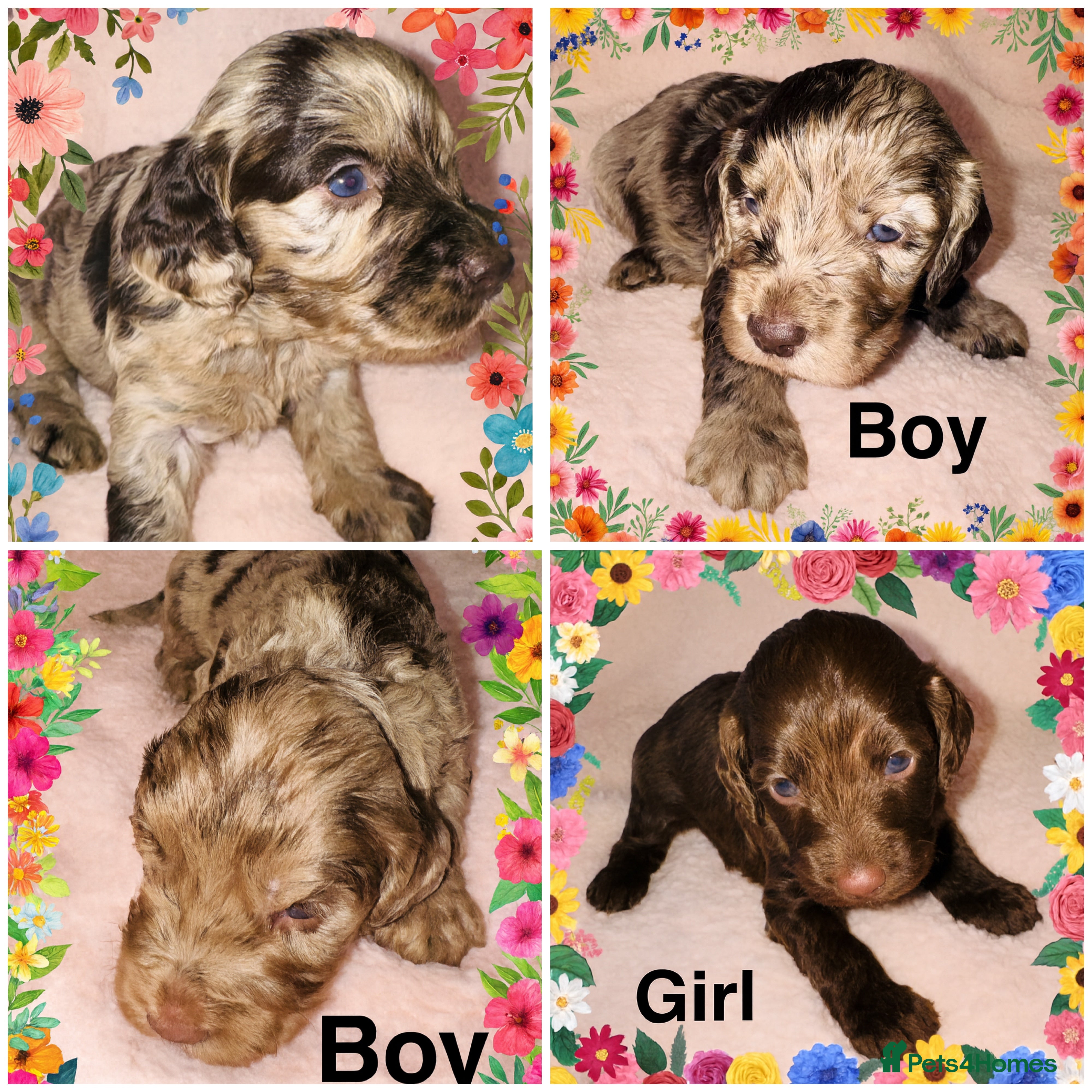 Cockapoo dogs ❤️DNA Tested F1 Rare Merle Cockapoos,Ready 4th Feb - Advert 1
