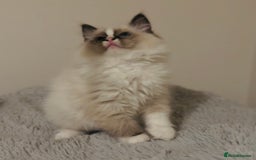 Ragdoll cats for sale: 💙🐾Tica full Pedigree🐾EU Ragdoll 🐱🐾DNA Clear - Image 31