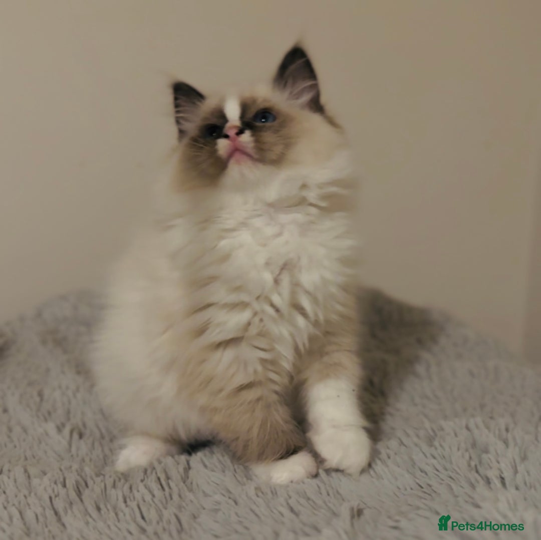Ragdoll cats for sale: 💙🐾Tica full Pedigree🐾EU Ragdoll 🐱🐾DNA Clear - Image 31