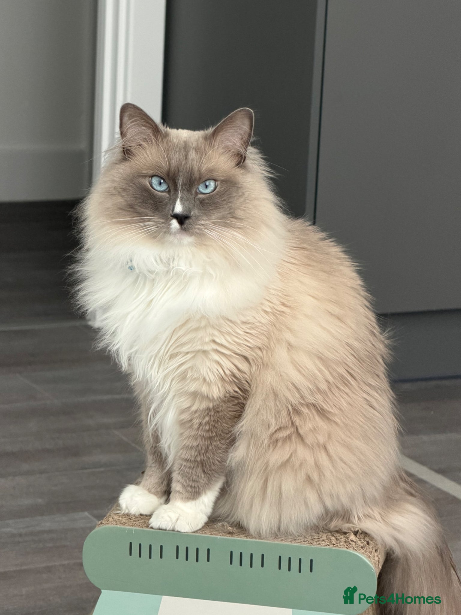 Ragdoll cats Ragdoll/ Siamese Mix Boy Looking for a New Home - Advert 1