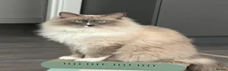 Ragdoll cats for sale: Ragdoll/ Siamese Mix Boy Looking for a New Home - Advert 1