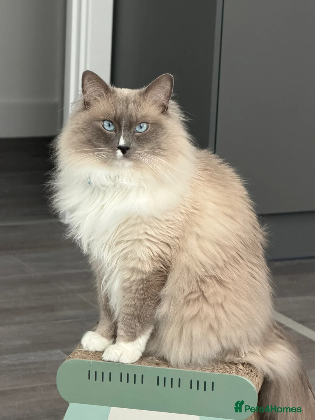 Ragdoll cats for sale: Ragdoll/ Siamese Mix Boy Looking for a New Home - Advert 1