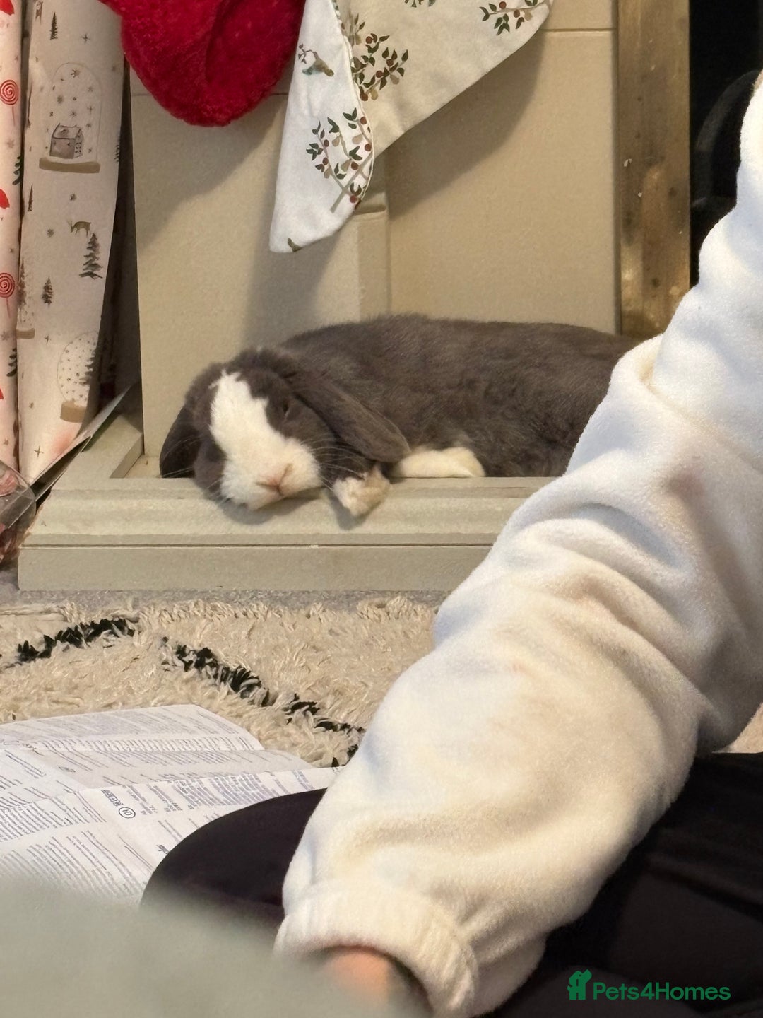 Mini Lop rabbits for sale: Blue eyes, lilac split mini lop - Image 4