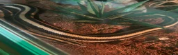 Boa Snake reptiles for sale: Mexican Rosy Boa  in Southsea - Advert 6