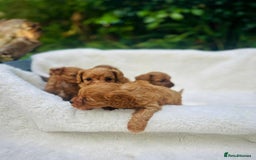 Cavapoo dogs for sale: 🐾 Red f1 Cavapoo Puppies 🐾 - Image 7