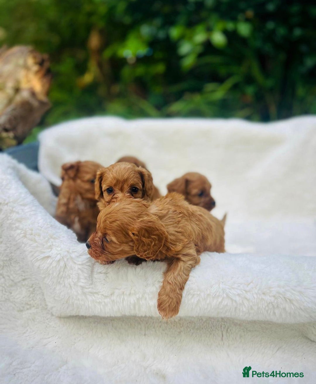 Cavapoo dogs for sale: 🐾 Red f1 Cavapoo Puppies 🐾 - Image 7