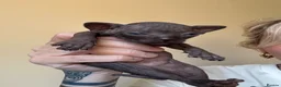 Sphynx cats for sale: Sphynx Kittens - Advert 8