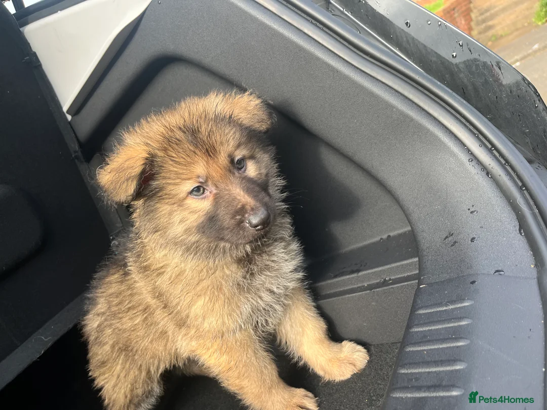 German Shepherd dogs for sale: Beautiful KC Reg Straight Back German Shepherds🐾 - Advert 15