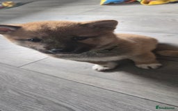 Japanese Shiba Inu dogs for sale: Beautiful Shiba - Image 6