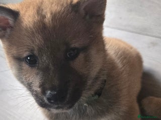 Japanese Shiba Inu dogs - Advert 2