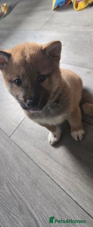 Japanese Shiba Inu dogs - Advert 2