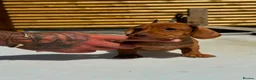 Dachshund dogs for sale: Miniature dachshund! - Advert 4