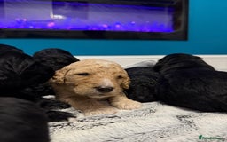 Bernedoodle dogs for sale: Bernedoodle puppies  - Image 7