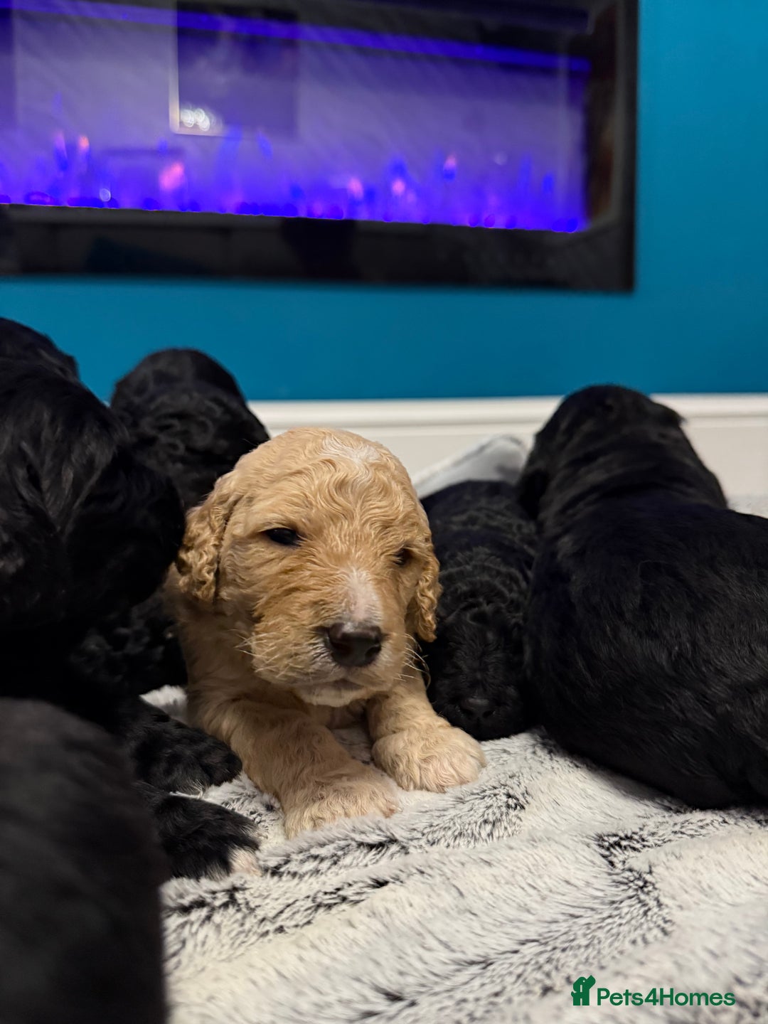 Bernedoodle dogs for sale: Bernedoodle puppies  - Image 7