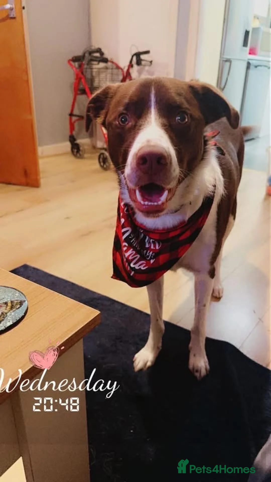 Sprollie dogs for sale: Male English spaniel crossed collie in Elgin - Advert 2