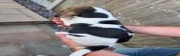 Foxhound dogs for sale: Beagle x harrier  - Advert 3