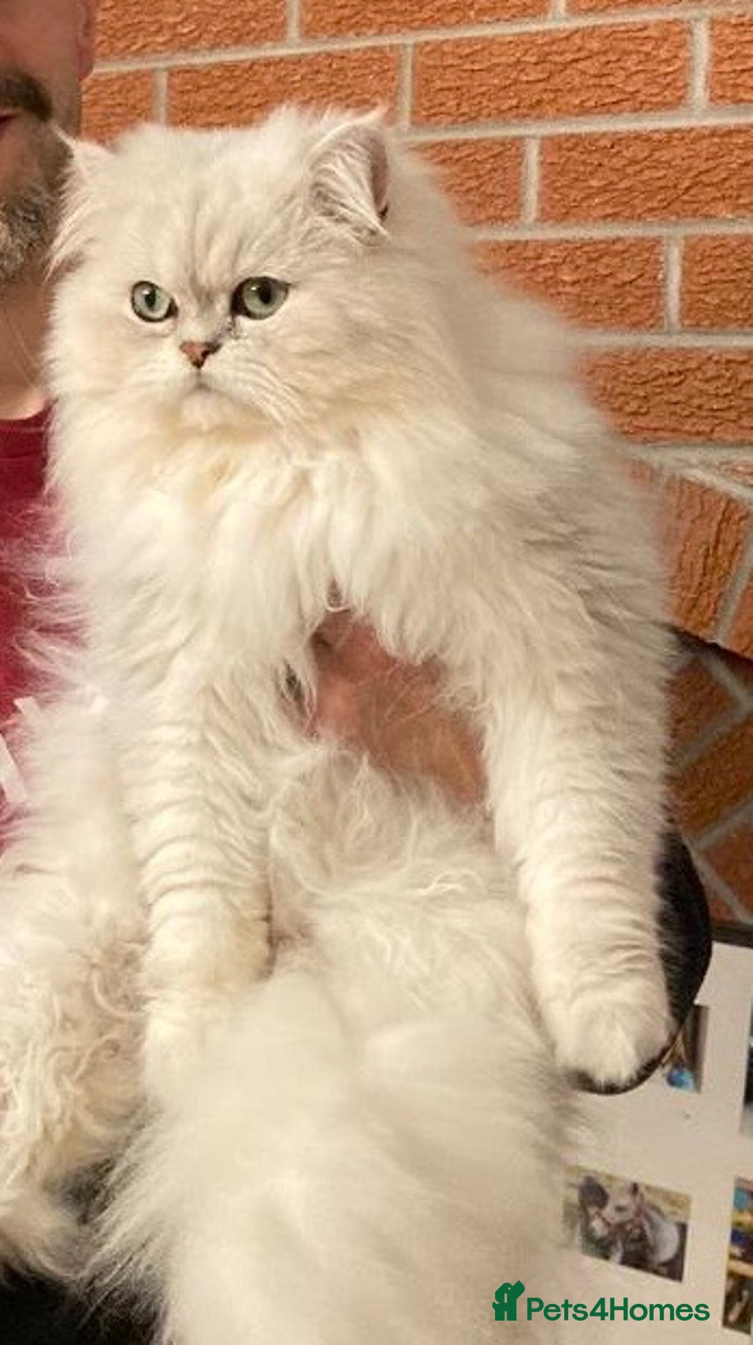 Persian cats for sale: Persian kittens - Image 6