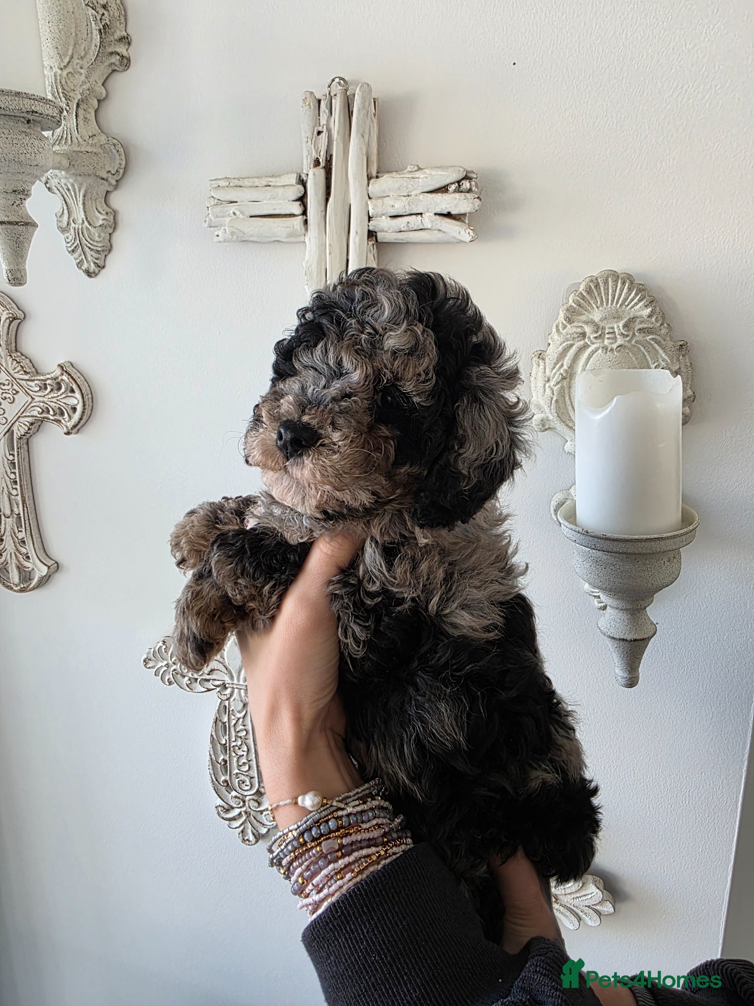 Cavapoo dogs Health checked and ready this weekend  - Advert 5