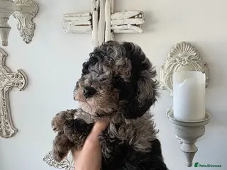 Cavapoo dogs Health checked and ready this weekend - Advert 5