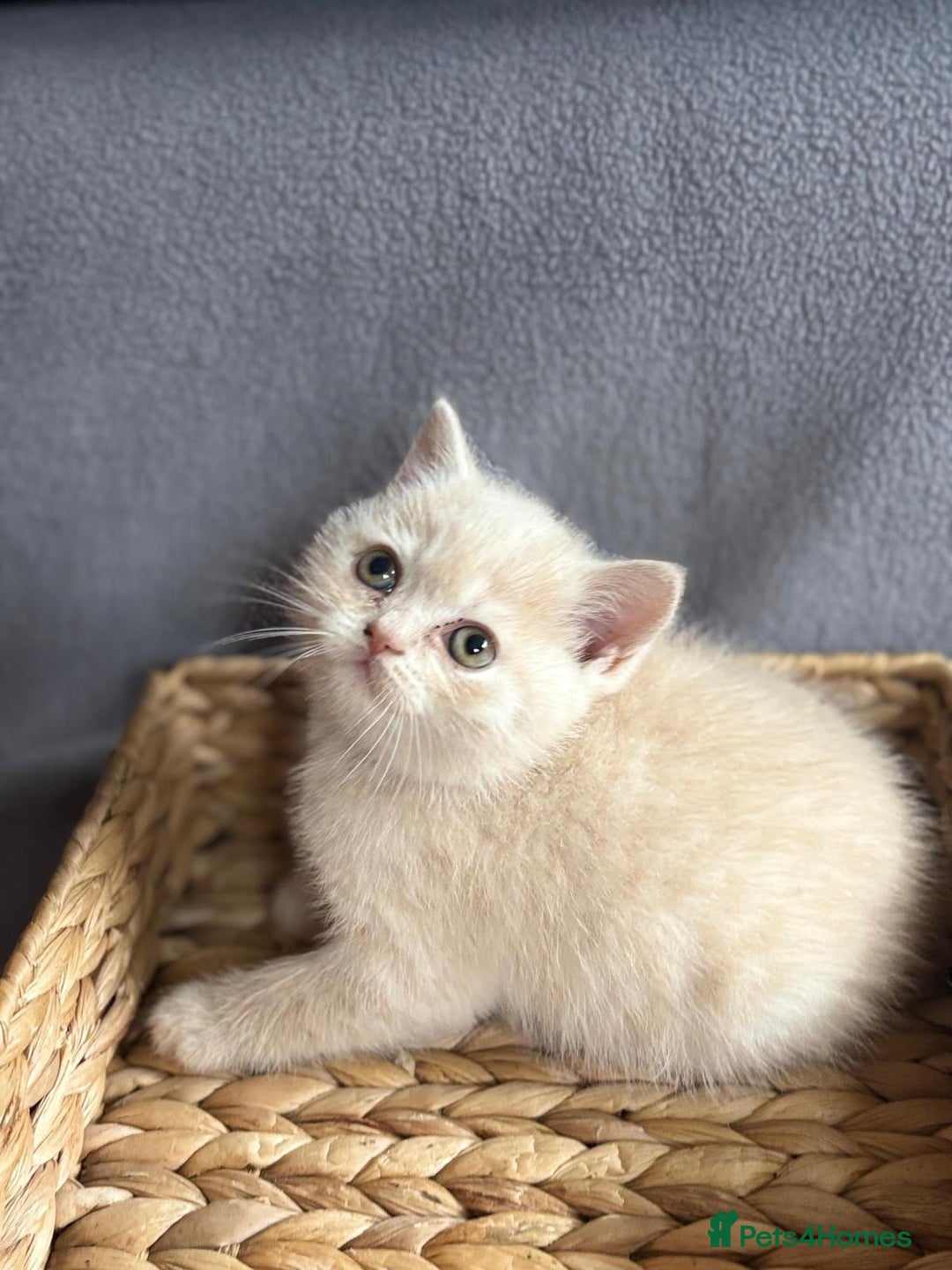 British Shorthair cats for sale: GCCF British Shorthair Kittens - Image 6
