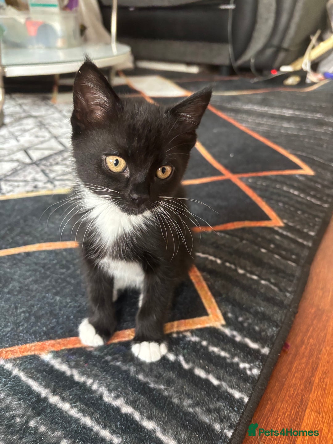 Mixed Breed cats for sale: Playful Black & White Tuxedo Kitten – Loving Home  - Advert 4
