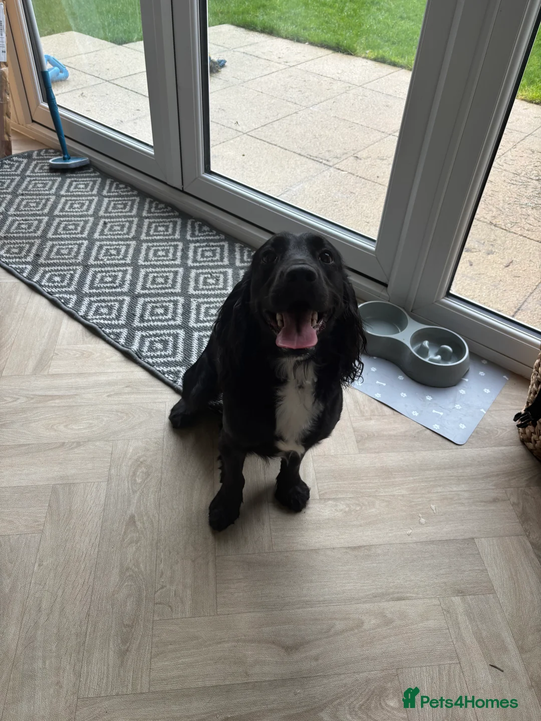 Cocker Spaniel dogs for sale: 1 year old cockerspaniel  - Advert 1