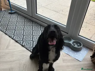 Cocker Spaniel dogs 1 year old cockerspaniel - Advert 4