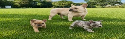 French Bulldog dogs for sale: reduced  French Bulldog puppies  - Advert 4