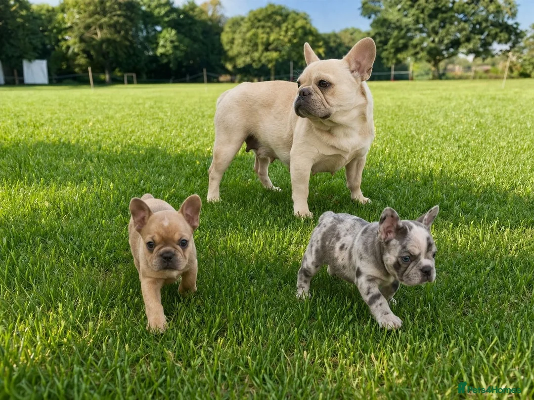 French Bulldog dogs for sale: reduced  French Bulldog puppies  - Advert 4