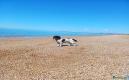 English Springer Spaniel dogs for sale: Well-marked ESS puppies ready for new homes soon - Image 5