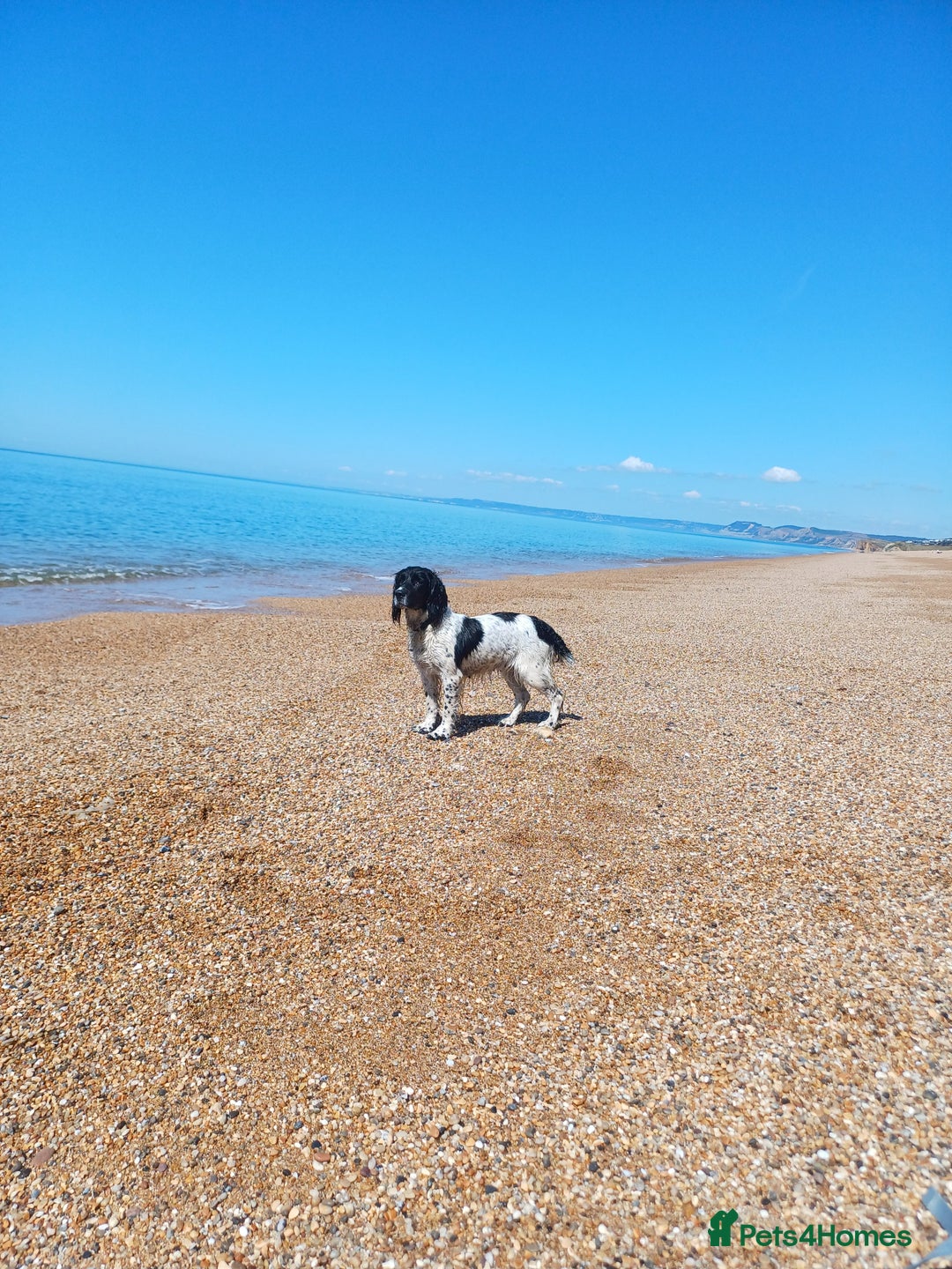 English Springer Spaniel dogs for sale: Well-marked ESS puppies ready for new homes soon - Image 5