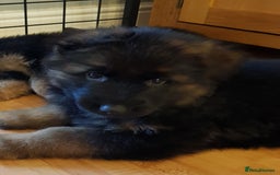 German Shepherd dogs for sale: Beautiful German Shepherd Puppies  - Advert 7