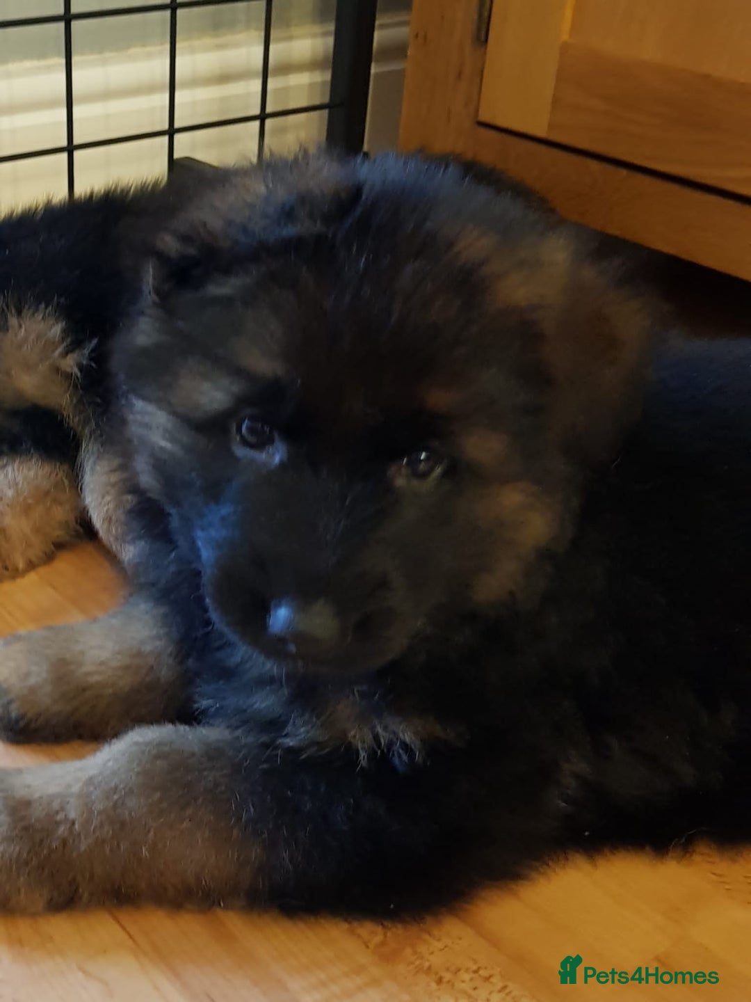 German Shepherd dogs for sale: Beautiful German Shepherd Puppies  - Advert 7