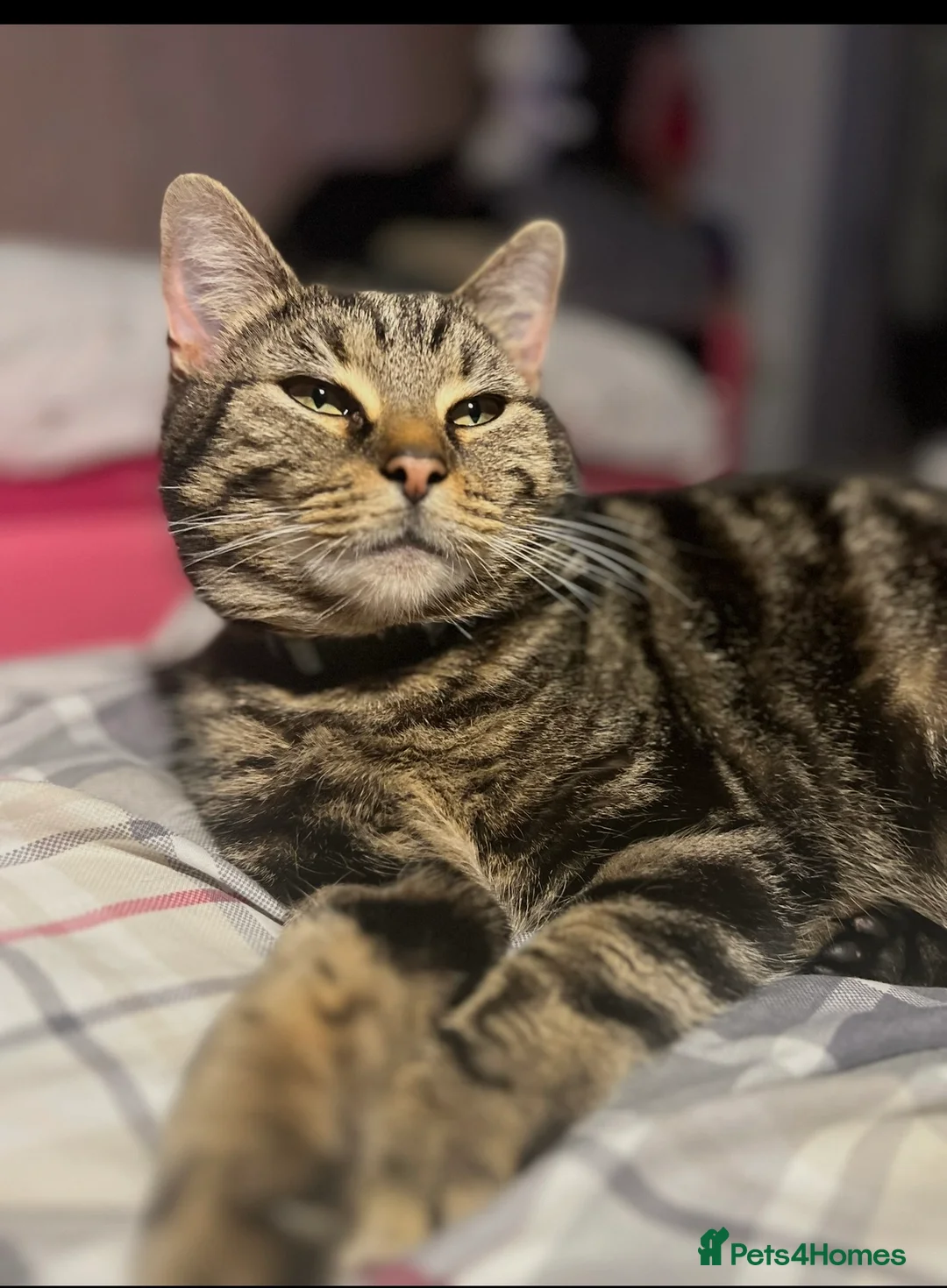 Mixed Breed cats for sale: Four kittens  - Advert 1