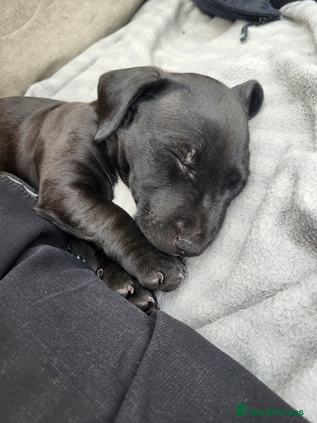 Mixed Breed dogs for sale: Ollie - Advert 13