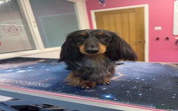Miniature Dachshund dogs for stud: Silver dapple miniature longhaired dachshund stud in Stowmarket - Image 1