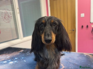 Miniature Dachshund dogs in Stowmarket - Advert 18