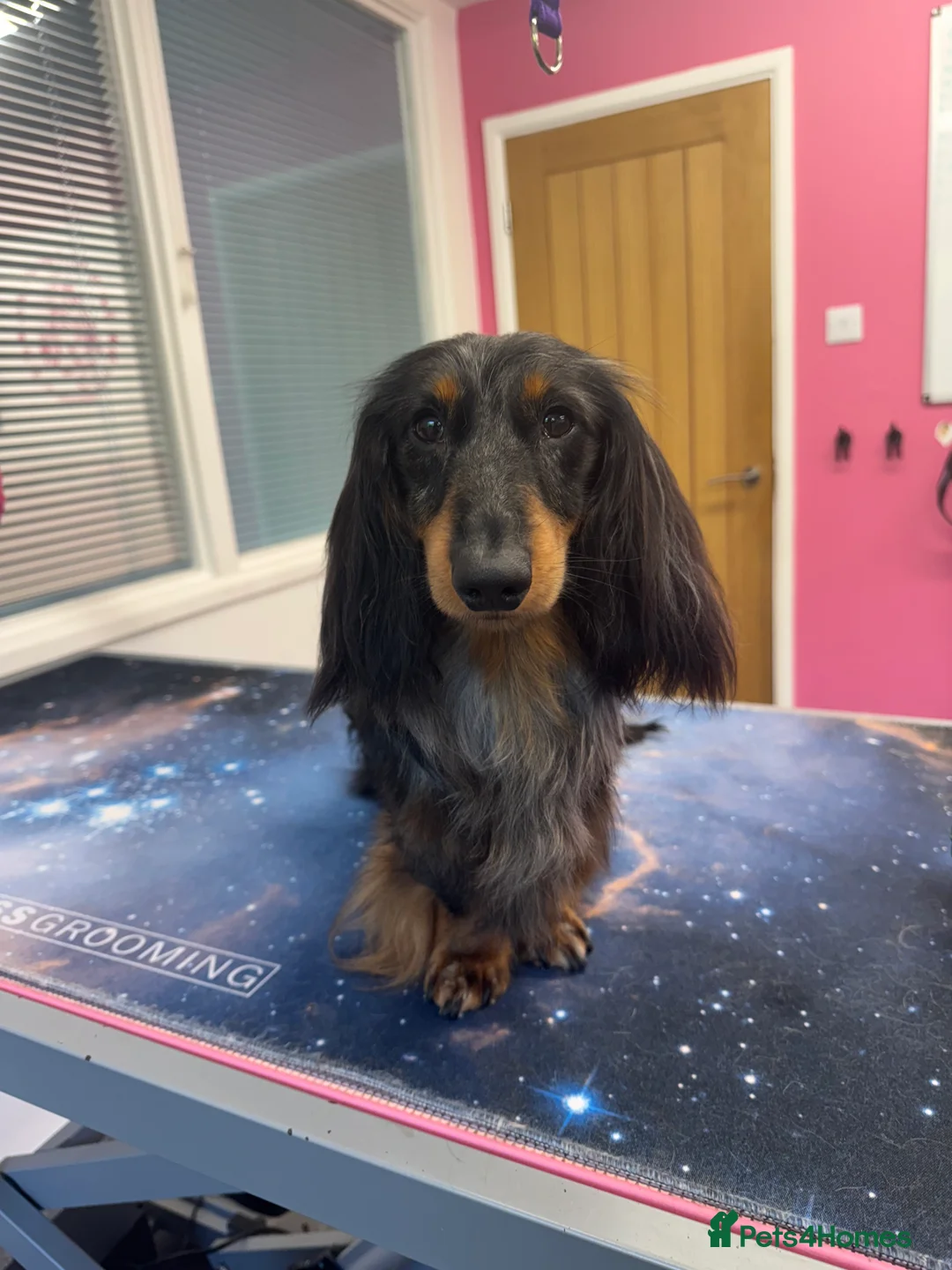 Miniature Dachshund dogs for stud: Silver dapple miniature longhaired dachshund stud in Stowmarket - Advert 1
