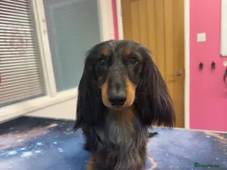 Miniature Dachshund dogs Silver dapple miniature longhaired dachshund stud in Stowmarket - Advert 23