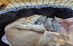 Jack Russell dogs for sale: Miniature Lilac & Blue Jack Russell puppies  - Image 17