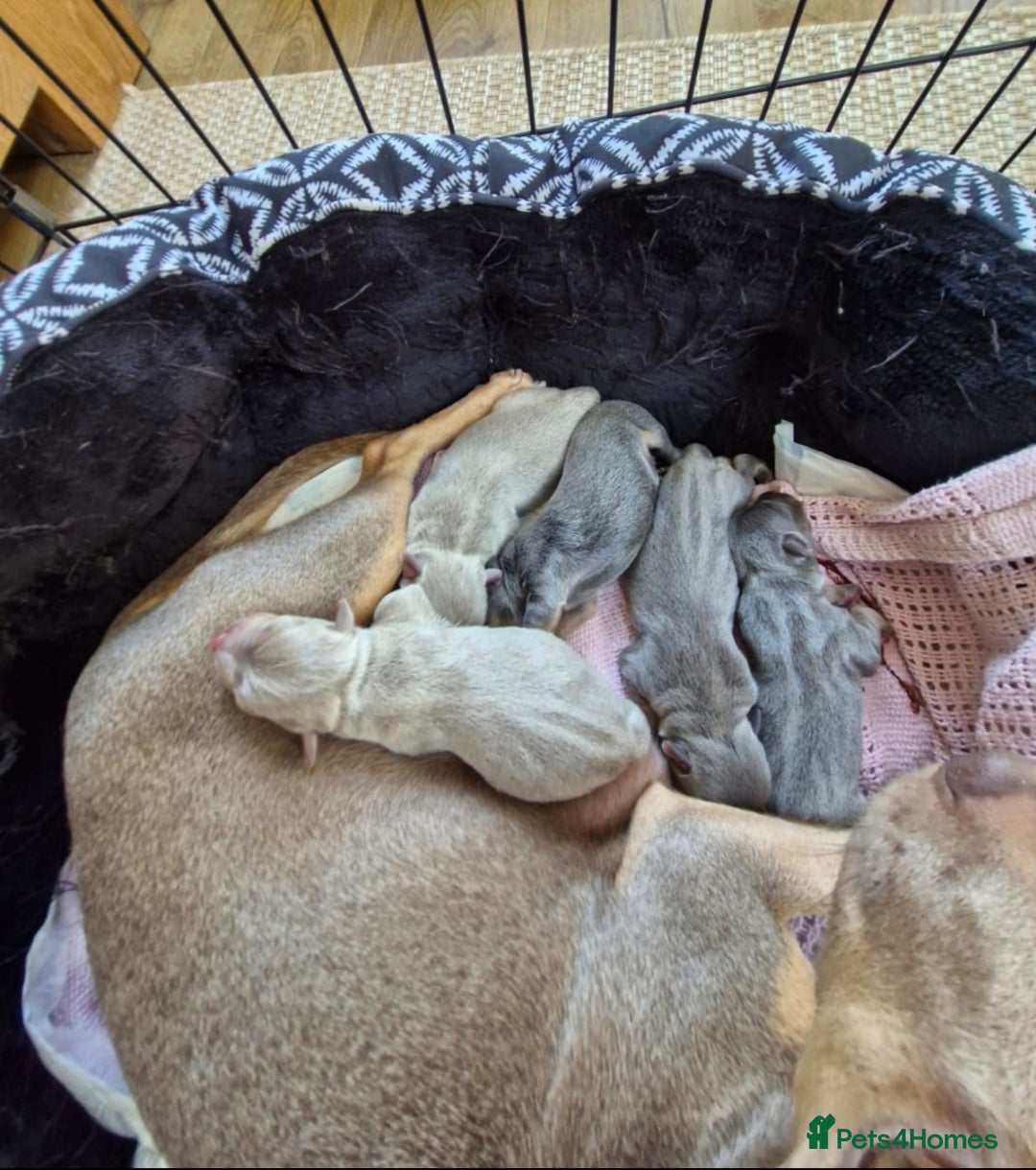 Jack Russell dogs for sale: Miniature Lilac & Blue Jack Russell puppies  - Image 17