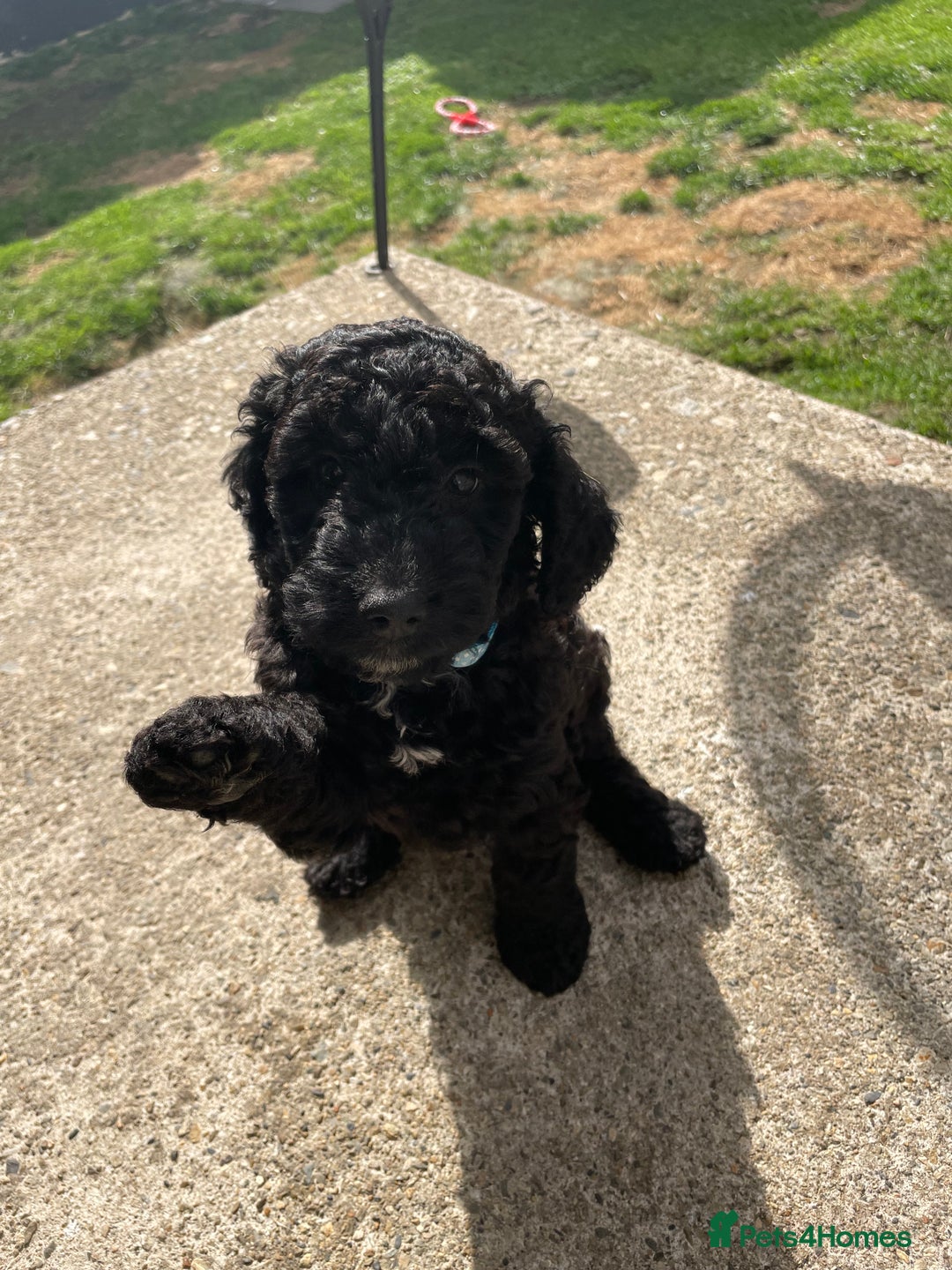 Cockapoo dogs for sale: Boni’s F1b pups, 2 little ones available 🖤🖤 - Image 8