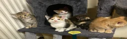 Mixed Breed cats for sale: 5 little beauties for new homes… - Advert 1