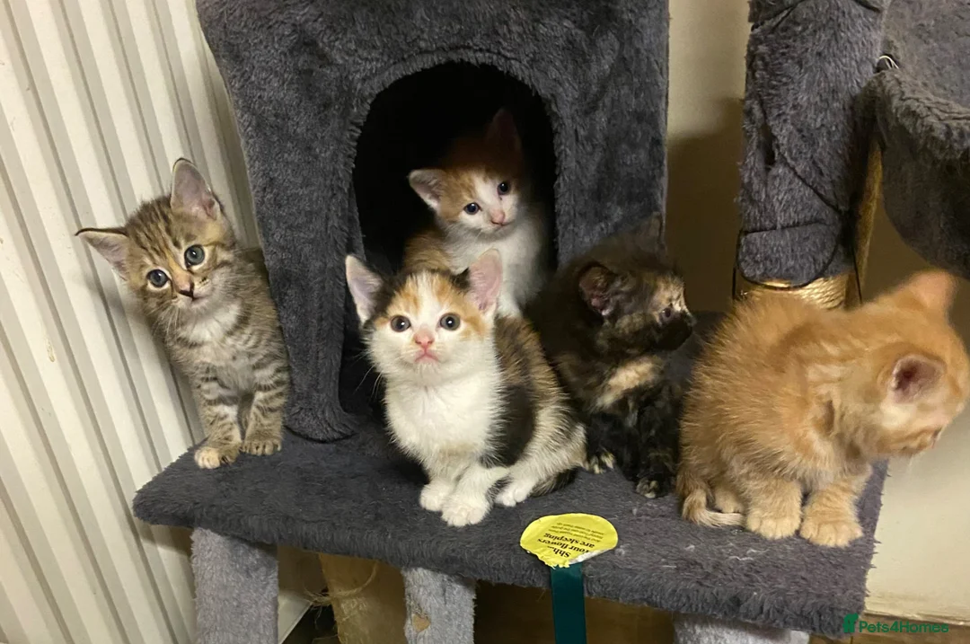 Mixed Breed cats for sale: 5 little beauties for new homes… - Advert 1