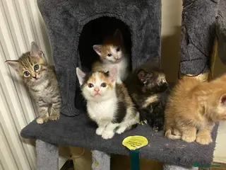Mixed Breed cats 5 little beauties for new homes… - Advert 3