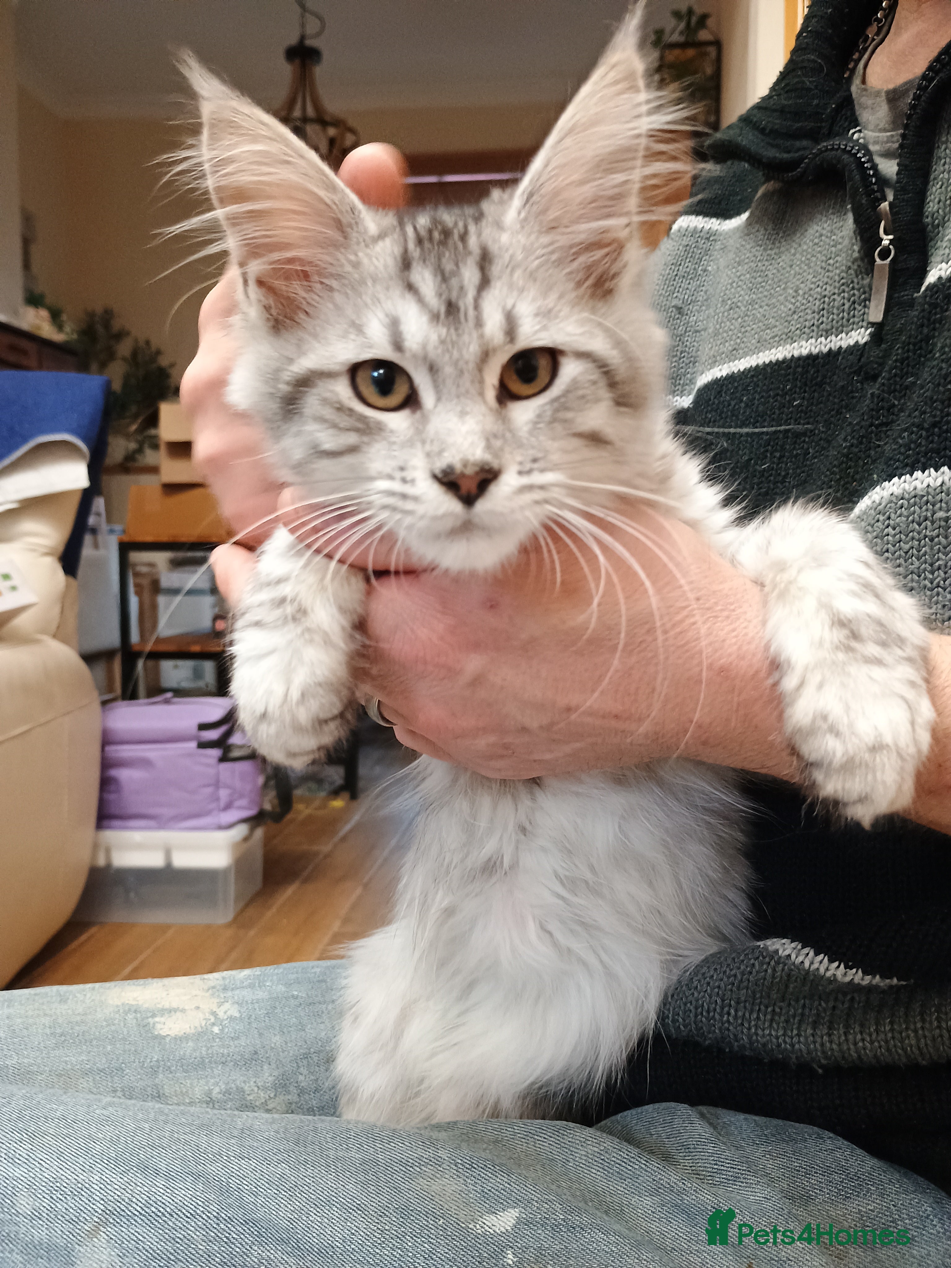 Maine Coon cats Stunning Maine coone female  - Advert 6