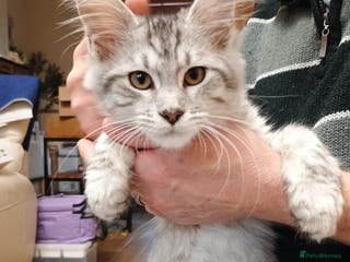 Maine Coon cats Stunning Maine coone female pedigree GCCF - Advert 7