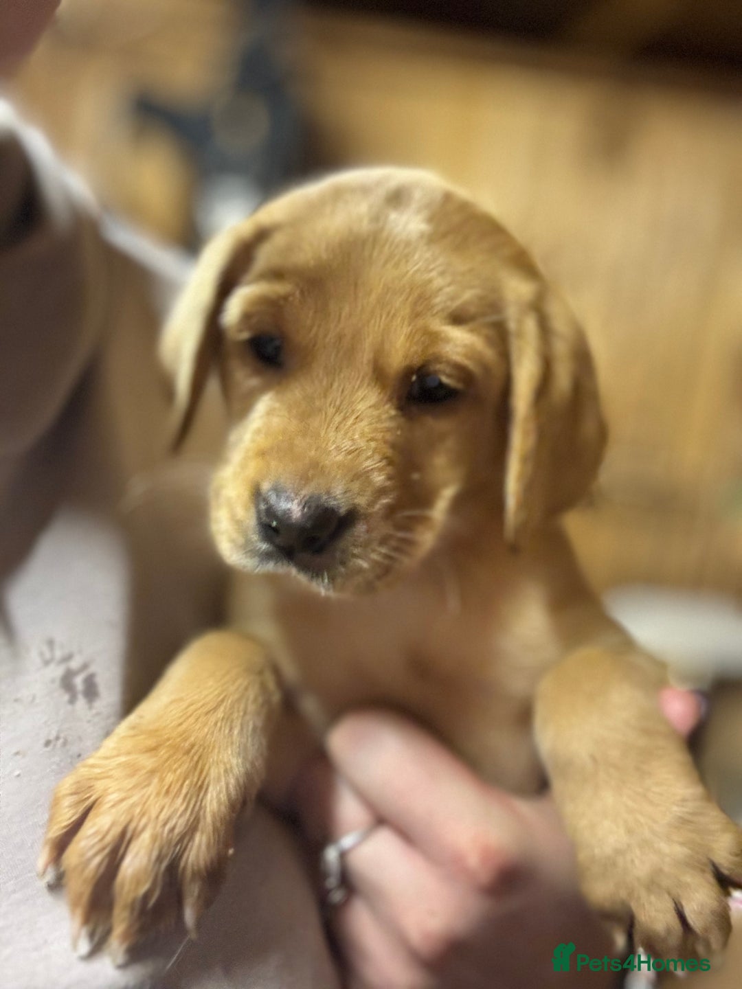 Labrador Retriever dogs for sale: Ready this weekend! Gorgeous KC reg yellow Lab F - Advert 6