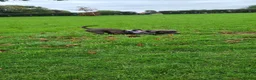 Staffordshire Bull Terrier dogs for sale: Staffordshire Bull Terier in Colne - Advert 6