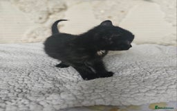 Persian cats for sale: PersianXTortoiseshell Crossbreed Kittens - Image 6